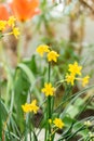 Narcissus X Intermedius flowers in Saint Gallen in Switzerland