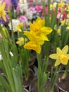 Narcissus Yellow Cheerfulness. Closeup of beautiful yellow double daffodils blooming Royalty Free Stock Photo