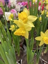 Narcissus Yellow Cheerfulness. Closeup of beautiful yellow double daffodils blooming Royalty Free Stock Photo