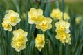 Narcissus Yellow Cheerfulness. Closeup of beautiful yellow double daffodils blooming in the Spring garden. Royalty Free Stock Photo