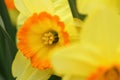 Narcissus Yellow daffodils