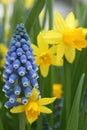 Narcissus Yellow daffodils