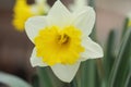 Narcissus Yellow daffodils