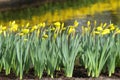 Narcissus Yellow daffodils