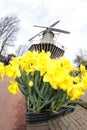 Narcissus Yellow daffodils with windmill, Keukenhof Amsterdam