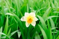 Narcissus yellow flower