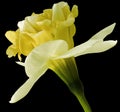 Narcissus yellow flower isolated on black background with clipping path. Close-up. Side view.