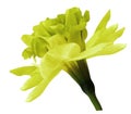 Narcissus yellow flower isolated on white background with clipping path. Close-up. Side view.