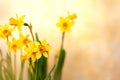 Narcissus yellow flowers in the springtime. Easter greeting card. Copy space for text Royalty Free Stock Photo