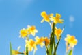 Narcissus yellow flowers in the springtime outdoors. Blue sky background. Easter greeting card Royalty Free Stock Photo