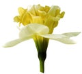 Narcissus yellow-white flower isolated on white background with clipping path. Close-up. Side view.