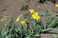 Narcissuses with buds and three yellow flowers