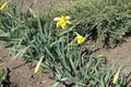 Narcissuses with 2 yellow flowers and lots of buds in April