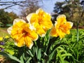 Narcisus Jonquilla blooms Royalty Free Stock Photo