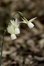 Narcisus triandrus or Angel`s tears flowers Royalty Free Stock Photo