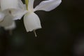 Narcisus triandrus white flower Royalty Free Stock Photo