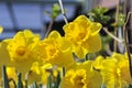 Narcisus yellow flowers on a garden in the middle of spring Royalty Free Stock Photo