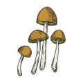 Narcotic mushroom color sketch engraving vector Royalty Free Stock Photo