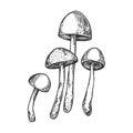 Narcotic mushroom engraving vector illustration Royalty Free Stock Photo