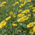 Nard, bright yellow flowers closeup. Bright summer card Royalty Free Stock Photo