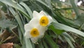 Nargis, daffodils flower