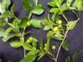 Naringi crenulata vilvaparni fruiting twig Royalty Free Stock Photo