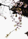 Traditional Japanese roof tiles and blooming sakura flowers in S Royalty Free Stock Photo