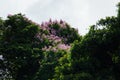 Purple flower tree near Nariva Swamp on Trinidad Royalty Free Stock Photo