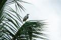 Cattle Egret in Palmtree of Nariva Swamp on Trinidad Royalty Free Stock Photo