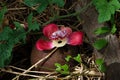 Cannonball flower near Nariva Swamp on Trinidad Royalty Free Stock Photo