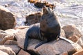 Narooma Seal