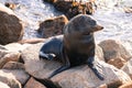 Narooma Seal