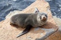 Narooma Seal