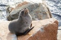 Narooma Seal