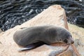 Narooma Seal