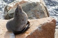 Narooma Seal