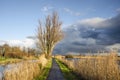 Narrow asphalt path in Dutch polder Royalty Free Stock Photo