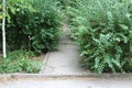 A narrow asphalt path stretches between the green bushes.