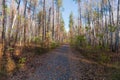 Narrow asphalt road in the forest at late autumn Royalty Free Stock Photo