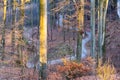 Narrow asphalt road serpentines winding through beech forest Royalty Free Stock Photo