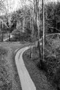 Narrow asphalt road serpentines winding through beech forest Royalty Free Stock Photo