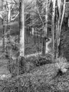 Narrow asphalt road serpentines winding through beech forest Royalty Free Stock Photo