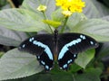 Narrow Banded Blue Swallowtail butterfly