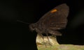 The Narrow-banded Velvet Bob Koruthaialos rubecula on the green leaf with black background, Thailand, Hesperiidae