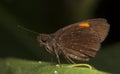 The Narrow-banded Velvet Bob Koruthaialos rubecula on the green leaf with black background, Thailand, Hesperiidae