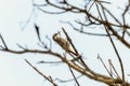 Narrow-billed Woodcreeper (Lepidocolaptes angustirostris) in Brazil