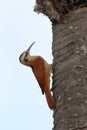 Narrow-billed Woodcreeper Lepidocolaptes angustirostris climbing a tree