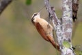 Narrow-billed Woodcreeper Lepidocolaptes angustirostris, isolated, perched on a tree