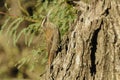 Narrow billed Woodcreeper,Lepidocolaptes angustirostris,