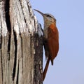 Narrow-billed Woodcreeper (Lepidocolaptes angustirostris) perched on a fence post Royalty Free Stock Photo